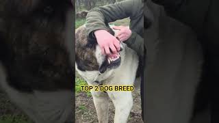 World's Most Dangerous 2 Dog Breed 😈 #shorts #dog #dogs #pitbull #kangal