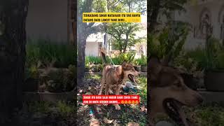 Download lagu MATA SEEKOR ANJING MENUNJUKKAN RASA CINTA YANG TULUS PADA TUAN NYA mp3 Download lagu MATA SEEKOR ANJING MENUNJUKKAN RASA CINTA YANG TULUS PADA TUAN NYA mp3