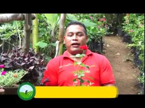 Manejo de vivero ornamental