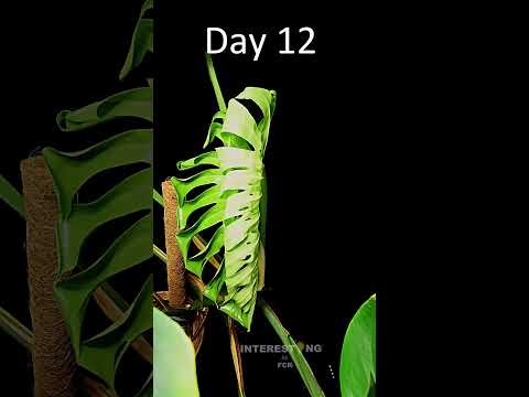 Monstera Deliciosa HUGE Leaf Time Lapse
