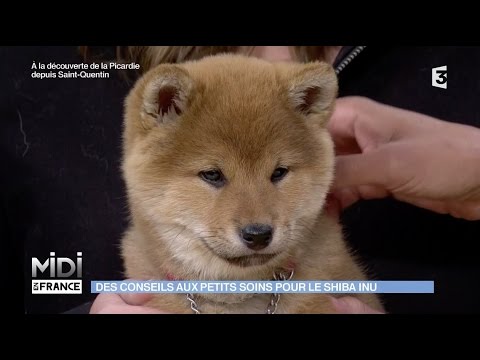 download lagu mp3 mp4 Chien Shiba, download mp3 Chien Shiba free downloadn, video klip Chien Shiba