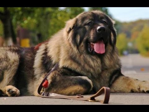 , title : 'Pastor do Cáucaso   série melhores cães de guarda do mundo'