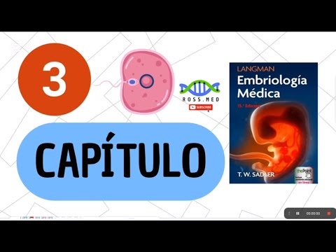 CHAPTER 3 - FIRST WEEK OF DEVELOPMENT FROM OVULATION TO IMPLANTATION - SUMMARY
