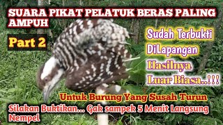 Download lagu SUARA PIKAT BURUNG PELATUK BERAS TERBARU, AMPUH MENGATASI BURUNG YANG SUSAH TURUN mp3
