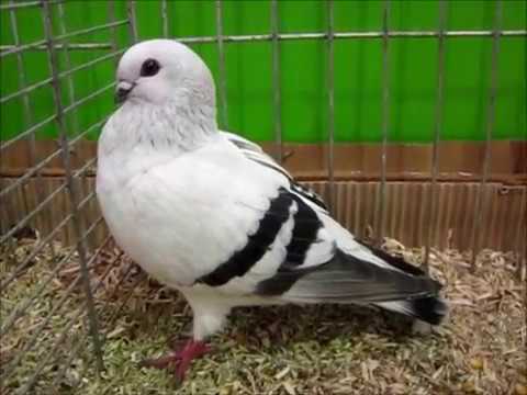 Damascene, Expo Avicole Strasbourg 2017, Damascener