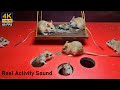 Cat TV for cats to watch | mouse jerry hole hide & seek and Play on Wooden Swing , 10 hour 4k UHD