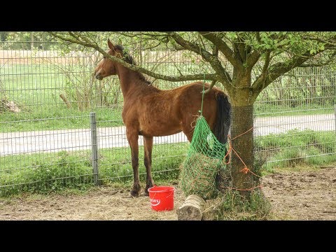 [Mustang Makeover] - 2 0 1 8 - Ankunft + 1. Woche - TAG 4221