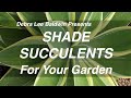 90 Shade Succulents For Your Garden