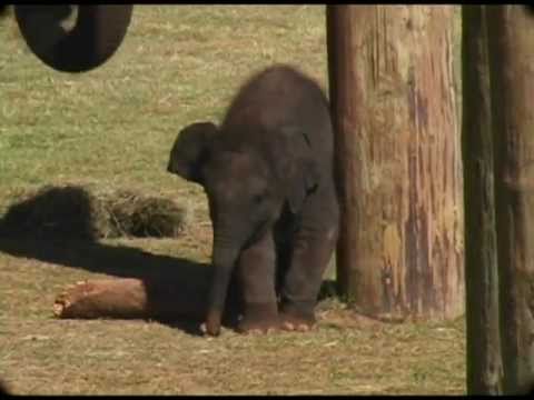 download lagu mp3 mp4 A Bryant Baby Elephant Walk, download mp3 A Bryant Baby Elephant Walk free download mp3, download mp3 A Bryant Baby Elephant Walk