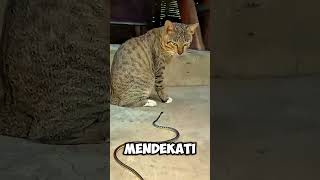 Download lagu kucing vs ular⁉️😱 mp3 Download lagu kucing vs ular⁉️😱 mp3