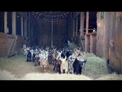 Epic Running of the Goats @SunflowerFarmCreamery