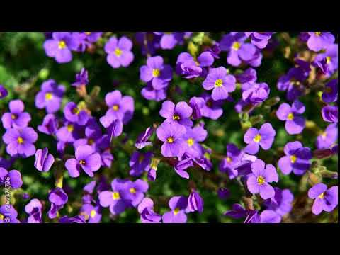 Byjlon ft Kaiju_X - Różówe WIno (Polish Cover Feduk ft. Allj - Różowe Wino) RMX