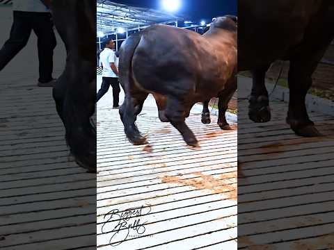 Mighty 1200 kg bull returns to the barn after a display session