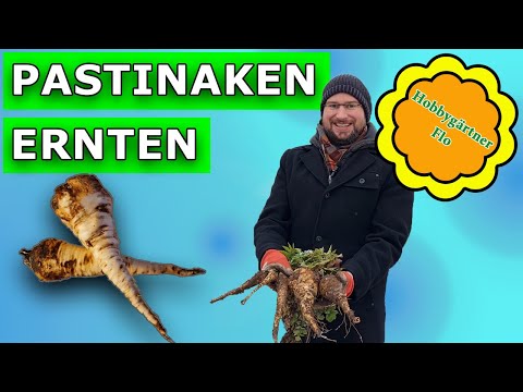 Ernte von Pastinaken im Winter: Wir ernten das leckere und gesunde Wintergemüse im Dezember.