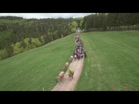 La transhumance dans la Vallée de Munster
