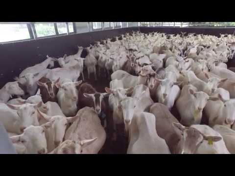 GEA Dairy Farming - SR External Goat Rotary Customer Testimonial