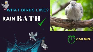 Pigeon BIRD like to bath in Drizzling Rain | RELAXING & CALMING