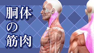 sensei by pixiv 第27回 - 人体 / 体の筋肉コース / 胴体の筋肉