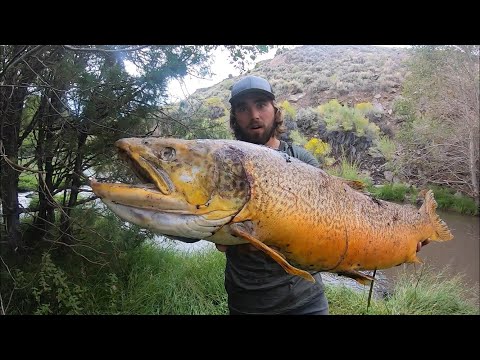 BIGGEST FISH I’VE EVER SEEN..  (State Record Tiger Trout)
