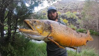 BIGGEST FISH I’VE EVER SEEN..  (State Record Tiger Trout)