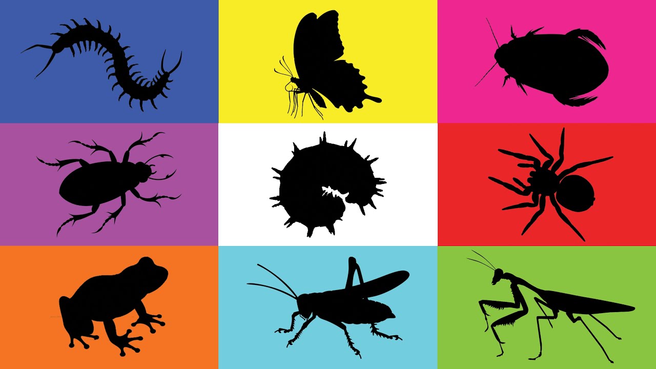 Insect: Grasshopper, Caterpillar, Butterfly, Mantis, Cockroach, Beetle, Centipede, Frog, Tarantula