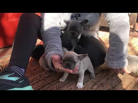 download lagu mp3 mp4 French Bulldog For Sale, download lagu French Bulldog For Sale gratis, unduh video klip French Bulldog For Sale