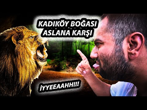 KADIKÖY BOĞASI ASLAN İLE YÜZLEŞME