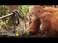 How Young Orangutans Are Taught to Fear Snakes 🐍 Orangutan Jungle School | Smithsonian Channel