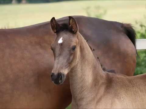Fürst von Worrenberg - Fürsten Look x Hohenstein, geb. 6.5.2017, Hann