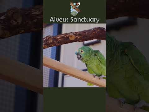 Teaching Siren some new words 😭🦜 #alveussanctuary #siren #parrot #67 #sakurashymko