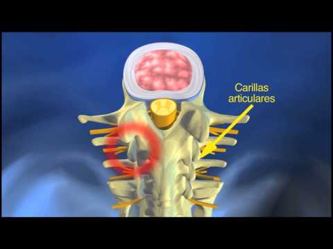 Estructura de la columna vertebral