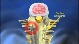 Estructura de la columna vertebral