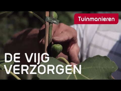 , title : 'Vijg Ficus carica verzorgen: hoe doe je dat? | Tuinmanieren'
