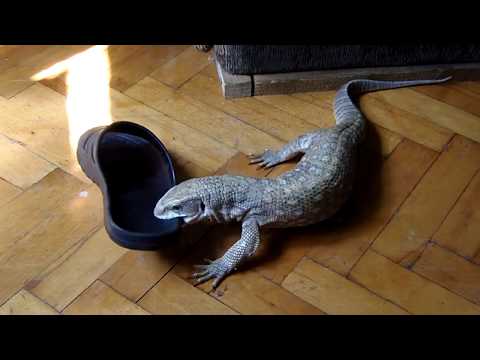 Savannah monitor stole my flip flop