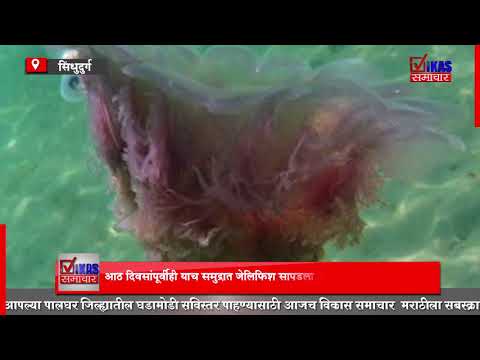 मालवण दांडी येथे पहिल्यांदाच आढळला महाकाय जेलिफिश