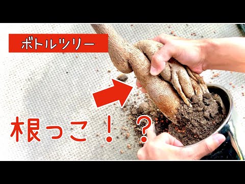 園芸 アフリカバオバブ、ボトルツリー