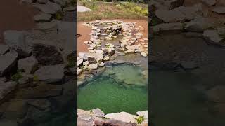 The Perfect Natural Pool ☀️ #landscapedesign #naturalpool #poolside #backyard #s