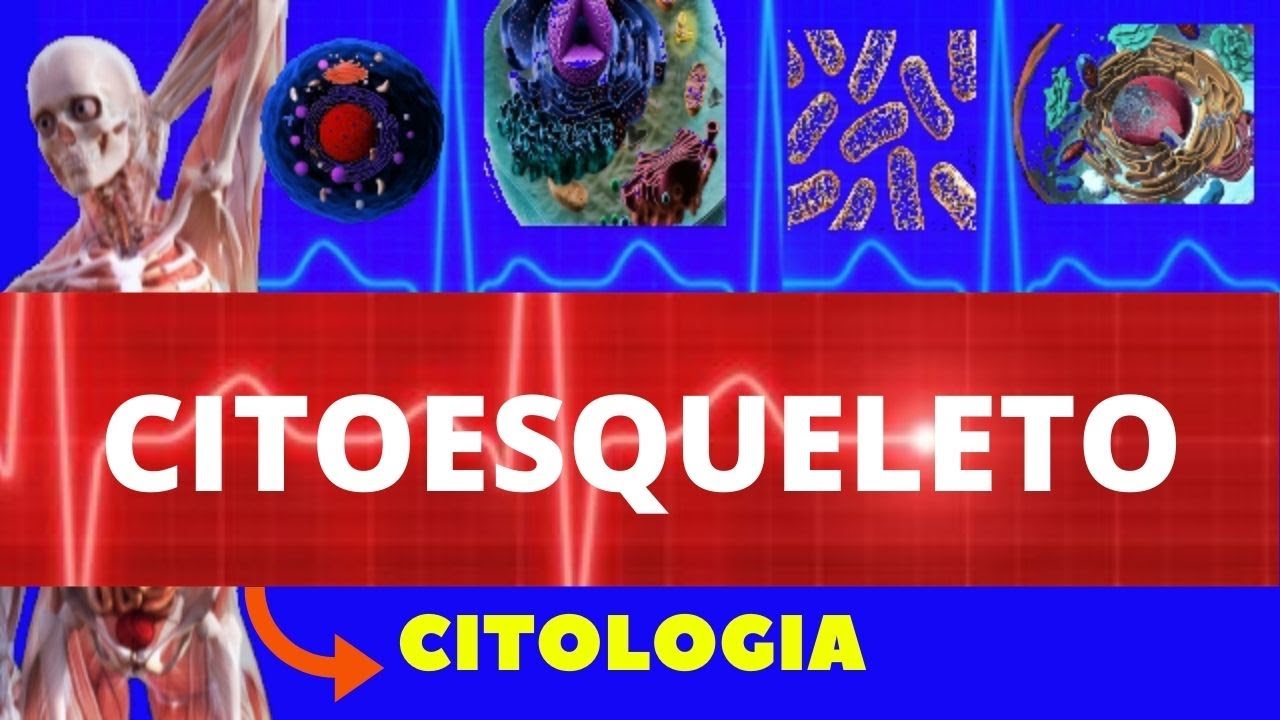 CITOESQUELETO - FILAMENTO DE ACTINA, FILAMENTO INTERMEDIÁRIO E MICROTÚBULO ENSINO SUPERIOR CITOLOGIA