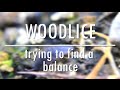 Woodlice - trying to find a balance | Bristol Nature Channel