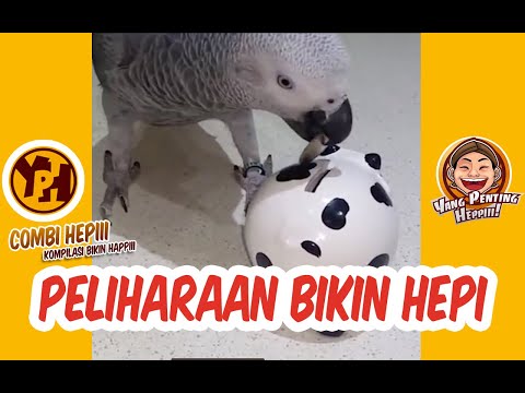 peliharaan-bikin-hepi
