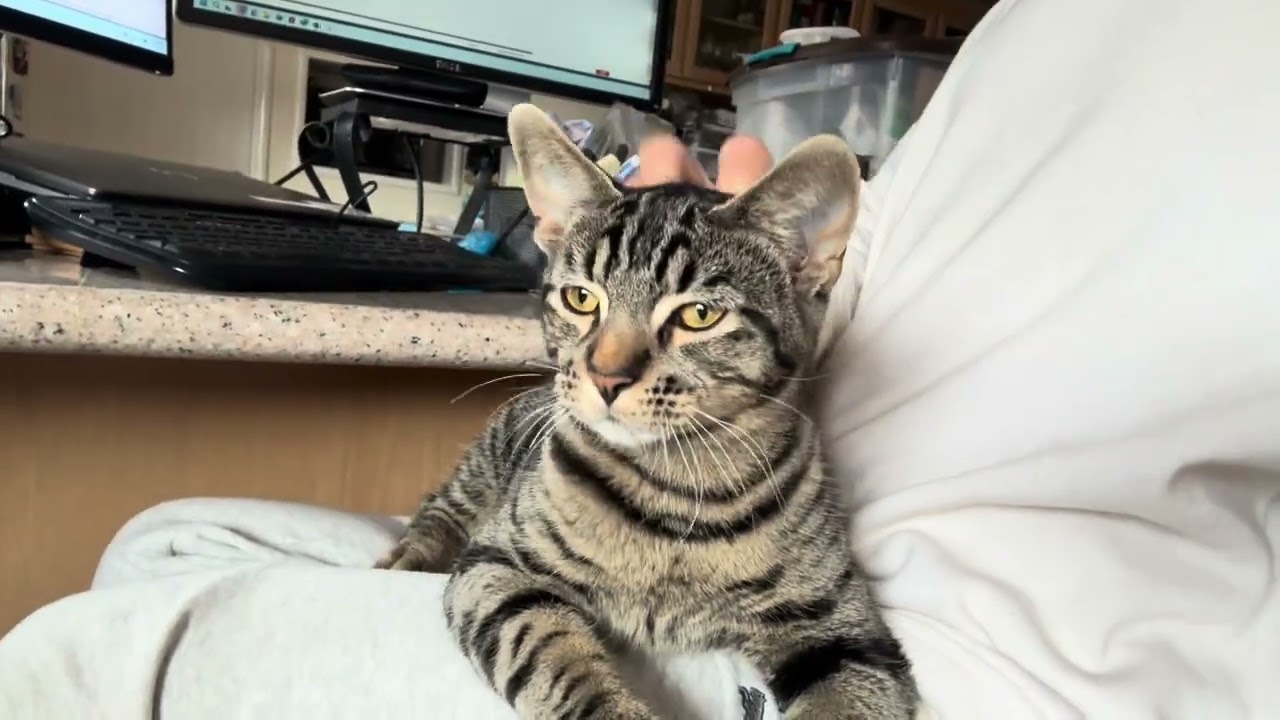 Enlarge Bear, a Adoptable Tabby in Sunnyvale, CA video 1/6