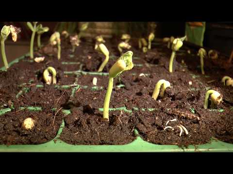 Wonderlijke schoonheid in de schepping juist in het kleine