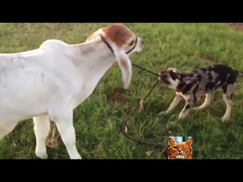 Vidéo animaux drôle vache à mourir de rire