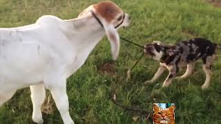 Vidéo animaux drôle vache à mourir de rire