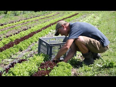 Summer Salad Leaves, Organic (150g)