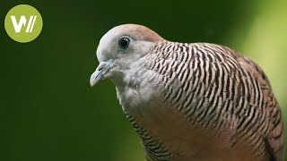 Ein Vogel, der so viel kostet wie ein Auto oder ein Haus - In Singapur keine Seltenheit