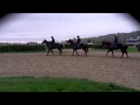 Visite à l'entraînement chez Philippe Van de Poele à Deauville