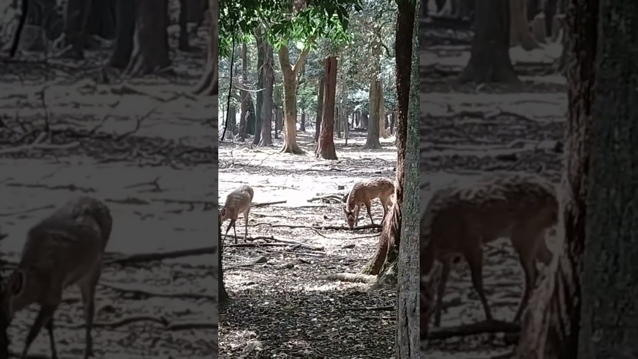 Sacred Deer Walking in a Line at Nara Park, Japan – Spiritual Japan