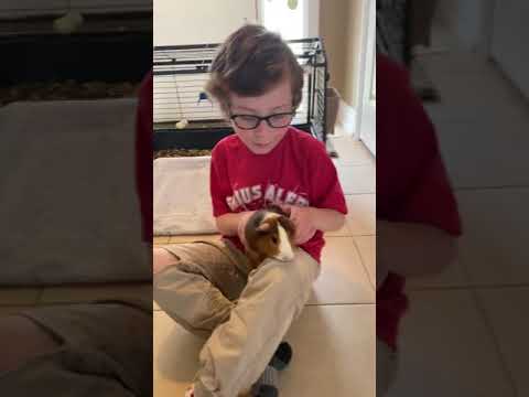 Introducing Dinkles Guinea Pig