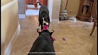 Funny Great Dane Can't Decide - Pester The  Cat or Her Dog Sister